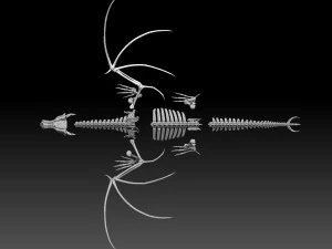 squelette de dragon Modèle 3D