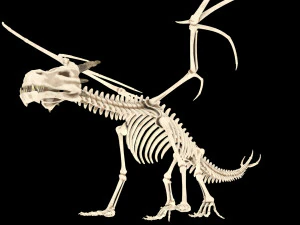 squelette de dragon Modèle 3D