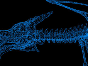 dragon skeleton 3D Model