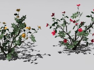 2 rose bush Modelo 3D