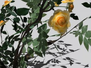 2 куста роз 3D Модель