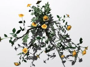 2 куста роз 3D Модель