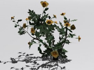 2 rose bush 3D 模型