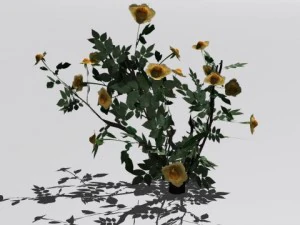 2 куста роз 3D Модель