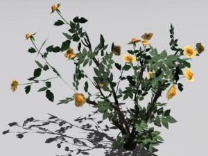 2 rose bush 3D 模型