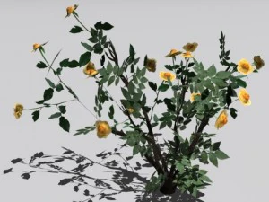 2 куста роз 3D Модель