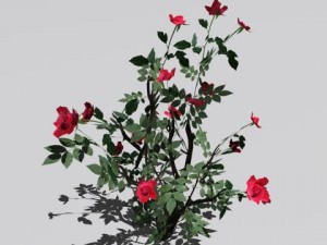2 rose bush 3D 模型