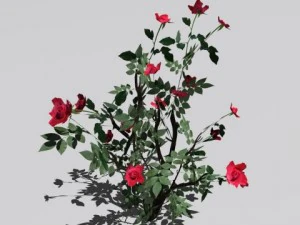 2 куста роз 3D Модель