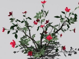 2 rose bush 3D 模型