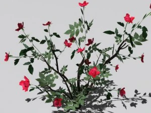2 куста роз 3D Модель