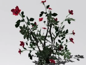 2 куста роз 3D Модель
