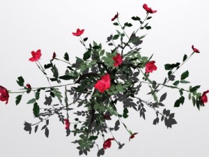 2 rose bush 3D 模型