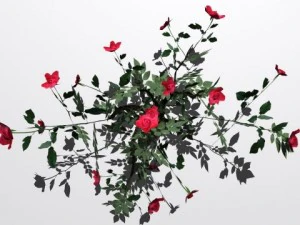 2 куста роз 3D Модель
