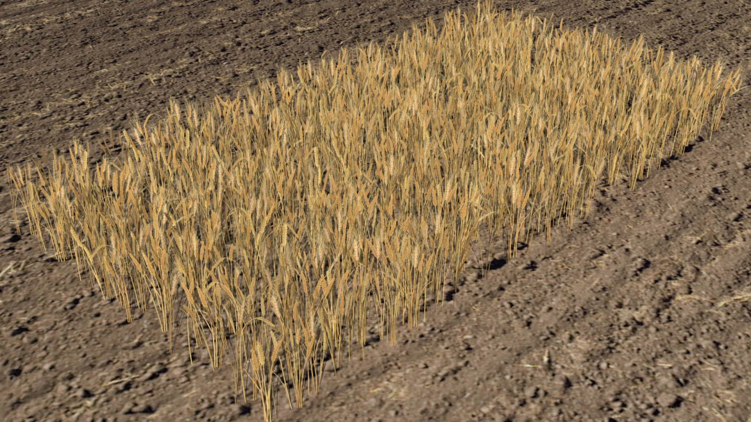 wheat field 3D Model .c4d .max .obj .3ds .fbx .stl .blend 