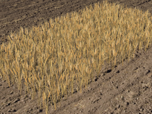 wheat field Model 3D