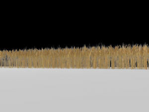 wheat field 3D Модель
