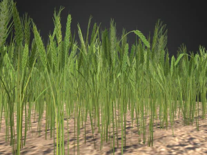 wheat field 3D Model