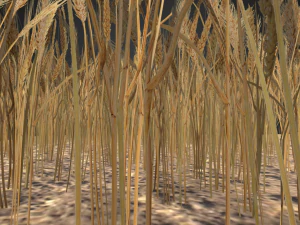 wheat field 3D Model