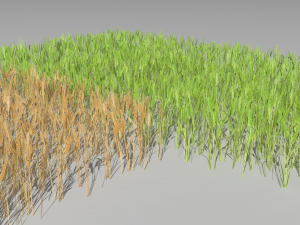 wheat field 3D Модель