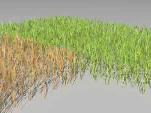 wheat field 3D Model