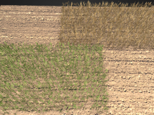 wheat field 3D Модель