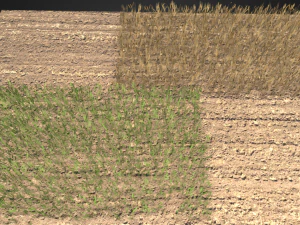 wheat field 3D Model