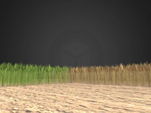 wheat field 3D Model