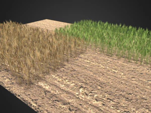 wheat field 3D Model