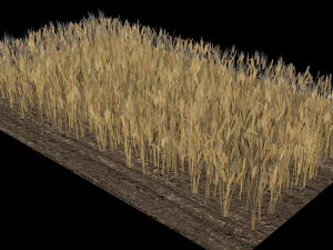 wheat field 3D Model