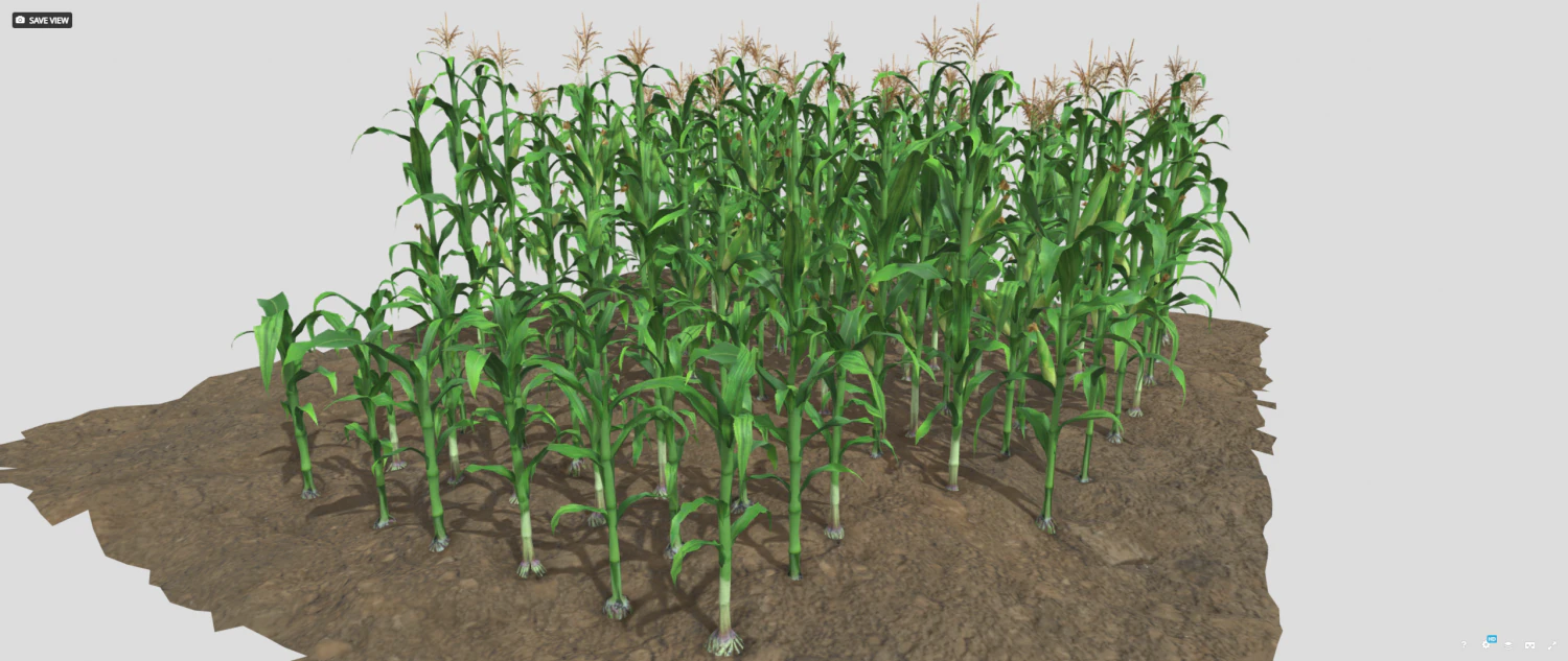 Corn field 3D Model .c4d .max .obj .3ds .fbx .stl .blend 