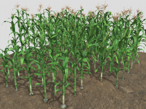 Corn field Model 3D