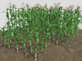 Corn field 3D Model