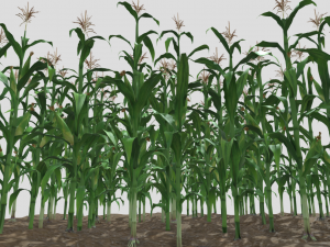 Corn field Modelo 3D