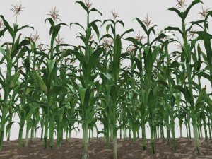 Corn field 3D Model