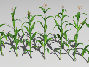 Corn field Modelo 3D