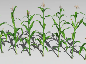Corn field 3D Model