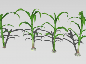 Corn field Modelo 3D