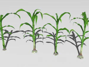Corn field 3D Model