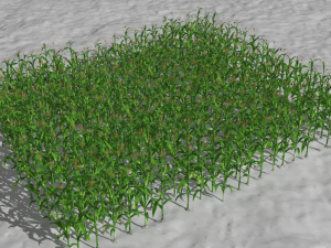 Corn field Modelo 3D