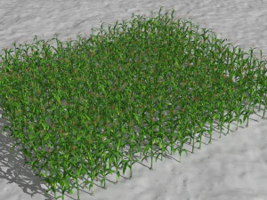 Corn field 3D Model