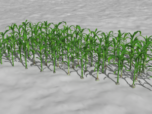 Corn field Modelo 3D