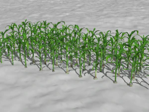 Corn field 3D Model