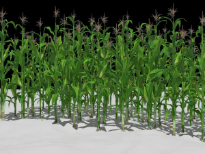 Corn field 3D Model