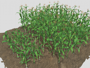 Corn field Modelo 3D