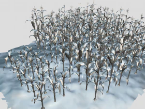 Corn field 3D Model