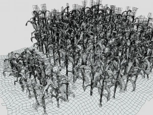 Corn field 3D Model