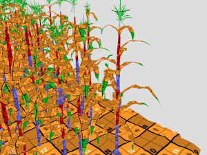 Corn field Modelo 3D