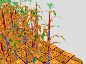Corn field 3D Model