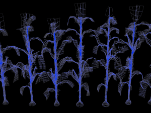 Corn field Modelo 3D