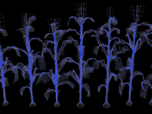 Corn field 3D Model